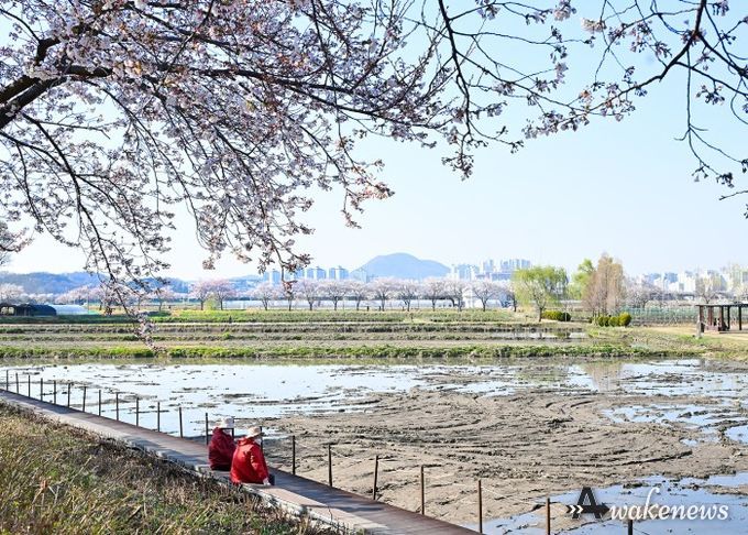 아름다운 우리 시흥시_연꽃테마파크