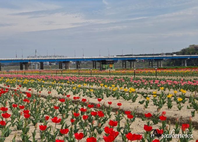 여주시민공원 아름다운 튤립, 주말 만개 기대